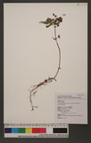 Pilea aquarum Dunn subsp.brevicornuta ( Hayata) C. J. Chen uN