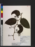 Smilax bracteata Presl subsp. verruculosa (Merr.) T. Koyama Wn