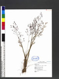 Agrostis morrisone...