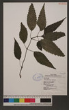 Pilea angulata (Bl.) Blume `N