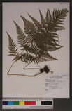 Macrothelypteris torresiana (Gaud.) Ching jP