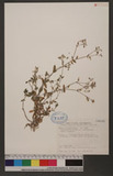 Cerastium holosteoides var. hallaisanense (Nakai) Mizushima