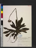 Heloniopsis umbell...