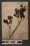 Loranthus daibuzanensis Yamamoh sp. nav.