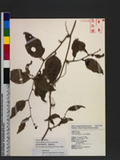 Smilax bracteata Presl n