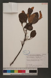 Taxillus rhododendricola (Hayata) Danser
