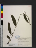 Smilax elongato-umbellata Hayata Ӹn