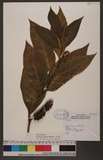 Phytollaca japonica Makino 饻ӳ