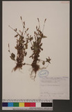 Polygonum longisetum De Bruyn Jd