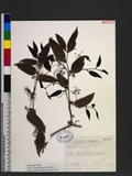 Smilax arisanensis Hayata 阿里山菝契