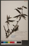 Debregeasia orientalis C. J. Chen 水麻