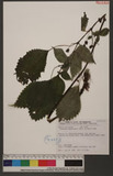 Lecanthus peduncularis (Wall. ex Royle) Wedd. L