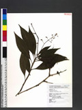 Pollia minor (Hayata) Honda pY