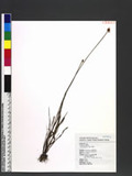 Xyris pauciflora Wall 