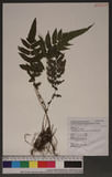 Tectaria decurrens (C. Presl) Copel. ͬ`Te