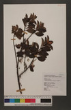 Taxillus ruododendricolus (Hayata) Chiu YH