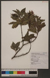 Helicia cochichinensis Lour. 