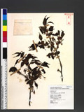 Prunus transarisanensis Hayata s
