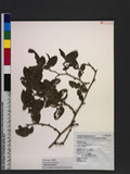 Smilax discotis Warburg subsp. concolor (Norton) T. Koyama yn