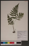 Parathelypteris glanduligera (Kunze) Ching KP