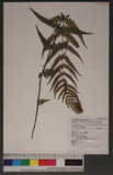 Pseudophegopteris subaurita (Tagawa) Ching n`