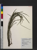 Ophiopogon reversus C. C. Huang `u