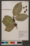 Ficus septica Burm. f. 稜果榕