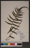 Cyclosorus acuminata (Houtt.) Lev. p
