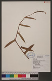 Persicaria dichotoma (Blume) Masamune D