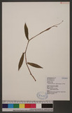 Persicaria dichotomum (Blume) Masamune D