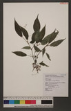 Polea plataniflora C. H. Wright nN