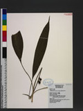 Peliosanthes arisanensis Hayata syl