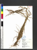 Agrostis clavata Trin. subsp. matsumurae (Hack. ex Honda) Tateoka Ūѿo