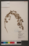 Trianthema portulacastrum L. 