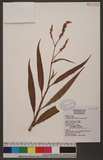Persicaria glabra (Willd.) M. Gomez d