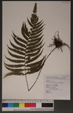 Thelypteris castanea (Tagawa) Ching. ߬`P