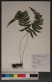 Thelypteris gracilescens (Blume) Ching. Yb