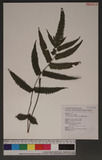 Cyclosorus interruptus (Willd.) H. Ito K