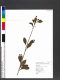 Rhaphiolepis indica Lindl. var. tashiroi Hayata ex Matsum. & Hayata ۴
