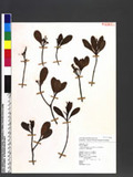 Rhaphiolepis indica (L.) Lindl. var. hiiranensis (Kanehira) Li K۴