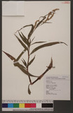 Actinidia chinensis Planch. var. setosa Li OWϮ