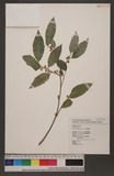 Ficus ampelas Burm. f. 菲律賓榕