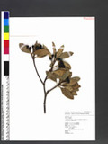 Rhaphiolepis indica Lindl. var. umbellata (Thunb. ex Murray) Ohashi p۴