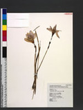 Zephyranthes carin...