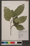 Ficus septica Burm. f. 稜果榕