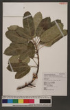 Ficus wightiana Wall. ex Benth. _