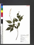 Desmodium laxum DC. subsp. leptopus (S. Gray) Ohashi ӱs½