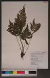 Parathelypteris japonica (Bak.) Ching ߬`ƪP