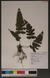 Stegnogramma dictyoclinoides Ching 俹