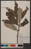 Grevillea pteridifolia Knight Ⱦ